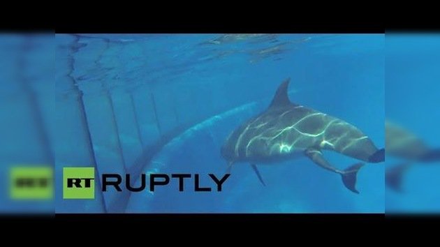 Imágenes únicas: el nacimiento de un delfín en un parque acuático estadounidense