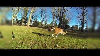 La conmovedora historia de Duncan, un perrito sin dos patas y con ganas de vivir