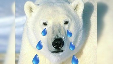 El cambio climático amenaza a los tigres, los osos polares y el atún rojo