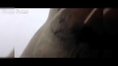 Cazadores ‘desenfocados’: Una foca interrumpe una batida de patos