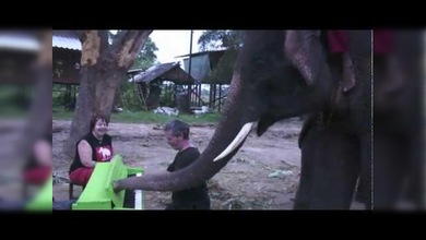 Internet encumbra al elefante Peter como pianista