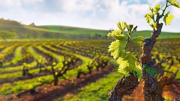 Un viticultor francés puede ir a la cárcel por negarse a usar pesticidas