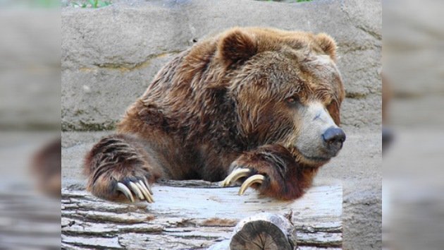 Dan por desaparecido al último ejemplar de osos autóctonos de los Pirineos