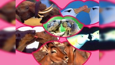 'Todo empieza con el beso'