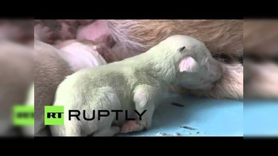 ‘Más raro que un perro verde…’, pues en España nacen dos