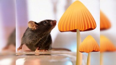 Unos hongos chinos podrían ayudar a curar el cáncer