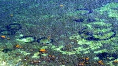 Los extraterrestres eran vegetales: Los círculos del Báltico son obra de plantas