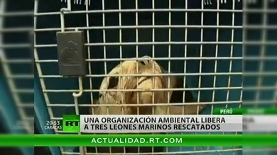 Chile: Una organización ambiental libera a tres marinos rescatados 