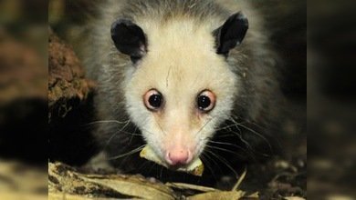 Construyen un nuevo recinto para Heidi, la famosa zarigüeya bizca