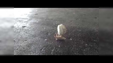 ¿Un insecto malabarista?