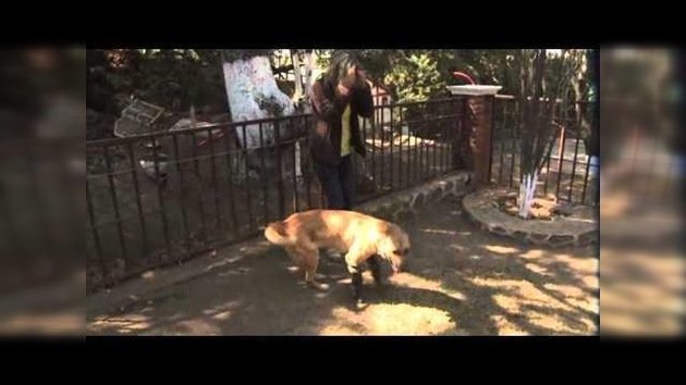 Piernas ortopédicas ayudan andar a un perro mexicano