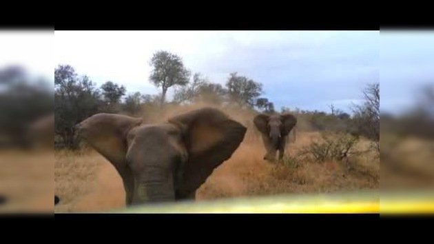 Un elefante carga contra un auto de turistas en Sudáfrica