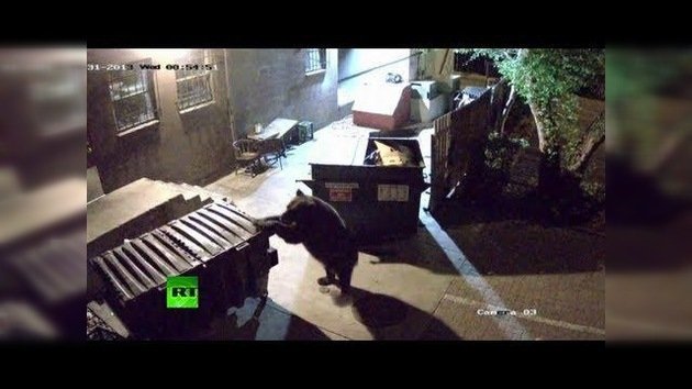 Un oso se lleva hábilmente dos contenedores de un restaurante