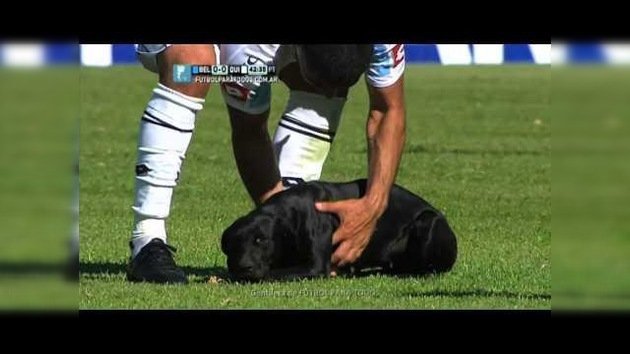 ¿Fútbol para todos?: Un perro para un partido y provoca una reacción inesperada