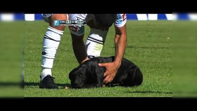 ¿Fútbol para todos?: Un perro para un partido y provoca una reacción inesperada