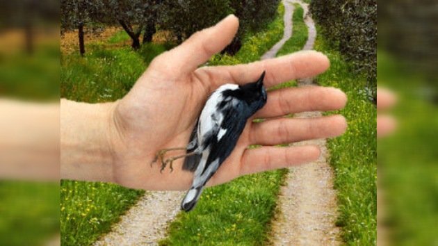 La misteriosa epidemia por la que las aves caen del cielo, ahora en Italia