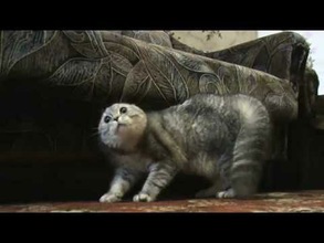 Un gato furioso muestra su descontento… ¡hablando!