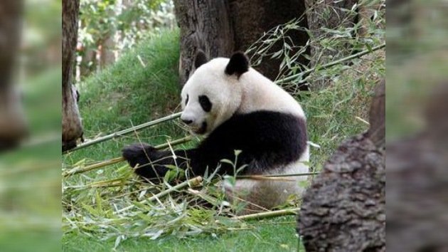 China demanda a Japón por la muerte de un panda