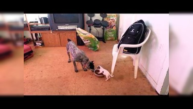David contra Goliat: Un perrito defiende su comida ferozmente