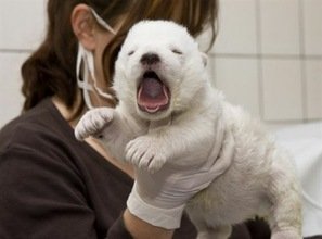 El famoso oso Knut celebra su cuarto cumpleaños con un pastel grande