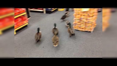 50 patos invaden una farmacia en EE. UU.