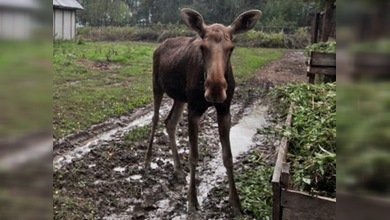 Una ciudad rusa sorprendida por la visita inesperada de... un alce