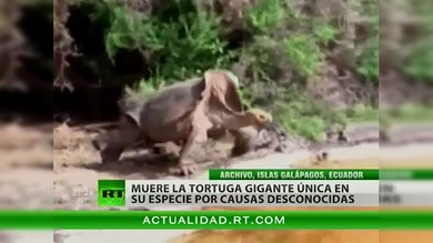 Muere Solitario George, el símbolo centenario de las Islas Galápagos