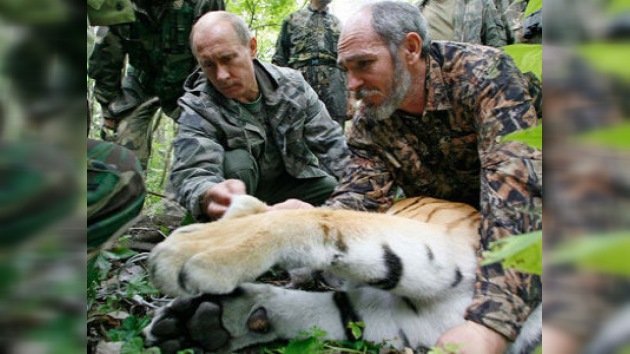 La  tigresa “extraviada” de Putin dio a luz a un cachorro