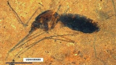 Hallan el fósil de un mosquito con sangre de hace 46 millones de años