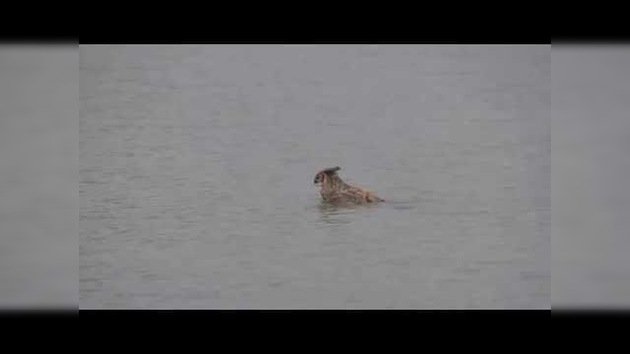 Un búho tuvo que huir de dos halcones... ¡nadando!