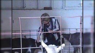 Un chivo 'ataca' a una reportera de una cadena televisiva