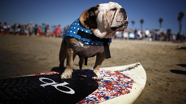 Surf a cuatro patas: perros de todos los tamaños conquistan las olas en California