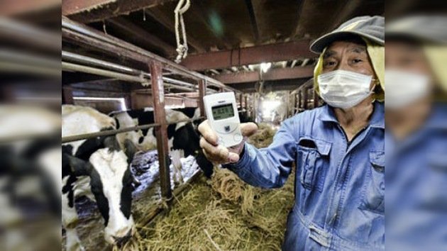 648 vacas fueron alimentadas con pienso radiactivo en Japón