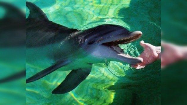 Delfines que sueñan en el idioma de las ballenas