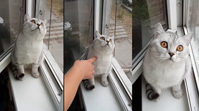 Un gato ve ‘el más allá’ pero su dueña no lo entiende