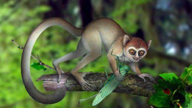 Hallan el fósil del primate más antiguo hasta la fecha