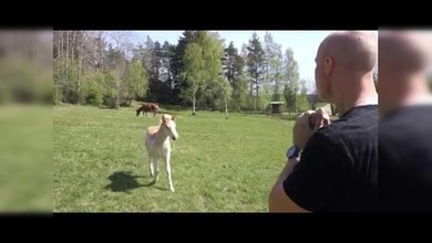 El hombre que ‘habla’ con los caballos