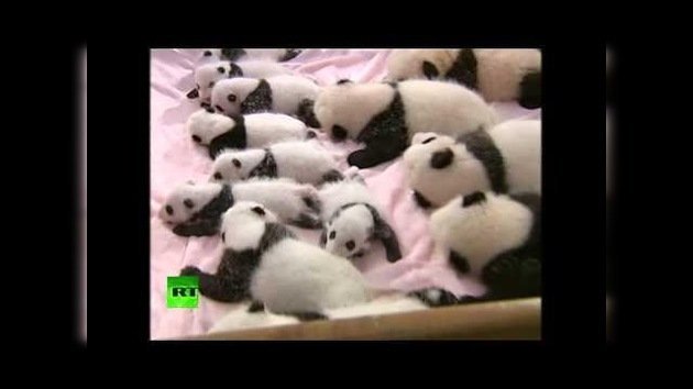 Presentan en sociedad a 14 osos panda bebés nacidos por inseminación artificial