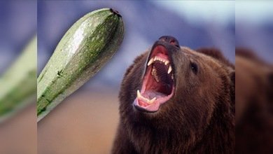 Una mujer ahuyentó a un oso con un gigantesco calabacín