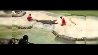 Un enorme cocodrilo por poco devora la cabeza de un artista