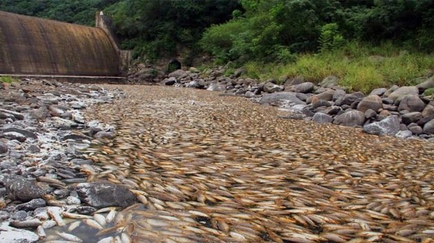 Video: Una marea de peces muertos cubre un embalse argentino