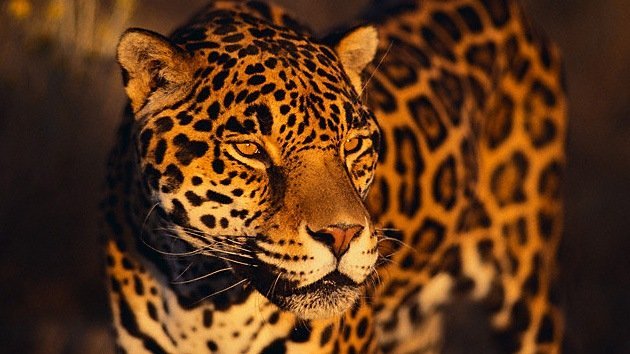 Paso de cebra para el jaguar: Argentina crea corredores para evitar atropellos de animales