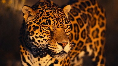 Paso de cebra para el jaguar: Argentina crea corredores para evitar atropellos de animales