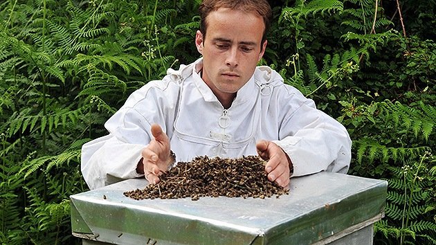 La UE alerta: Dos plaguicidas amenazan a las abejas... y a los humanos
