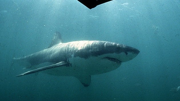 Australia captura a la madre de todos los tiburones blancos: 5 metros y 1,6 toneladas