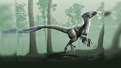 El pequeño 'dragón' que aterrorizó al continente europeo  