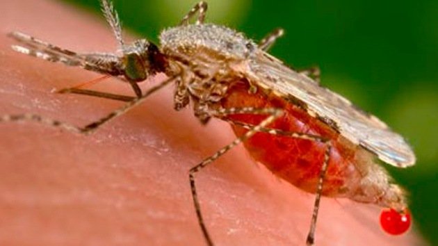 Descubren componente que 'mata' la malaria en 48 horas