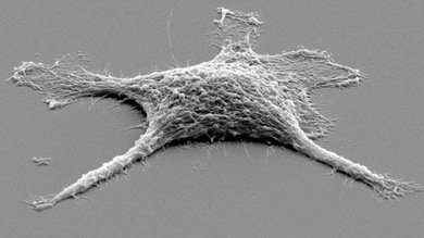 Crean una célula 'zombi' más resistente que las vivas