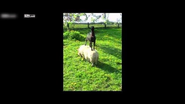 La unión hace la fuerza: Una cabra se sube a lomos de un cerdo para alcanzar su comida
