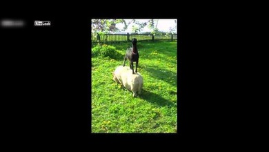 La unión hace la fuerza: Una cabra se sube a lomos de un cerdo para alcanzar su comida